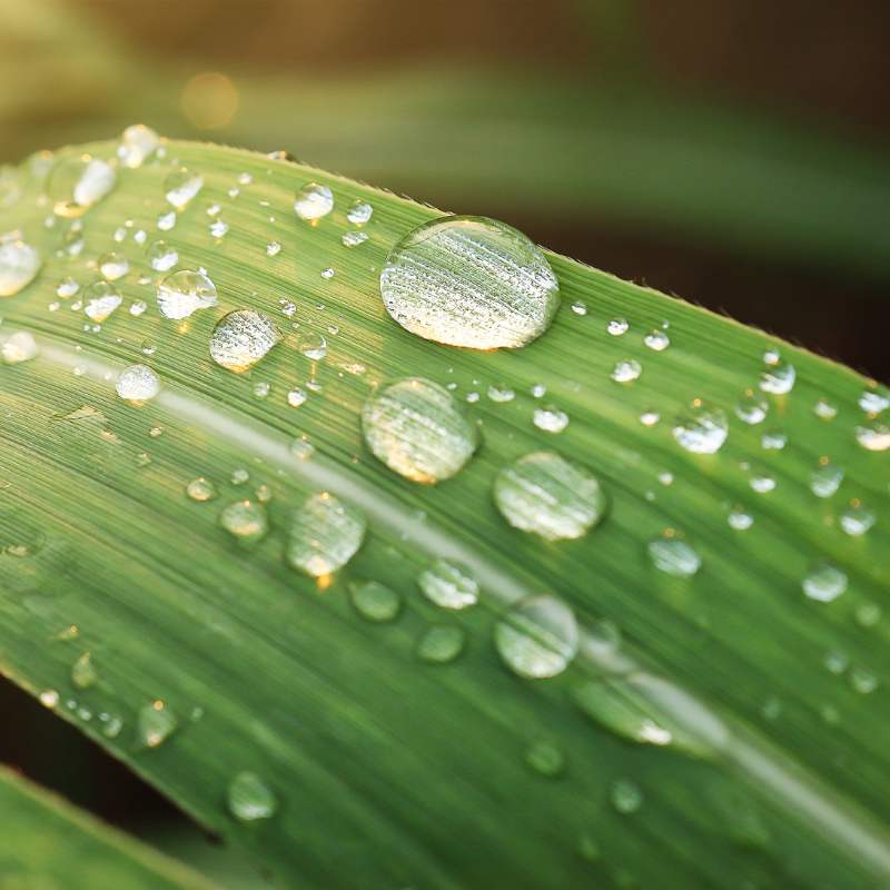 hoja con gotas hoja con gotas